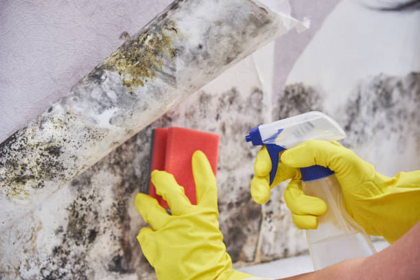 Best Attic Mold Removal  in New Hyde Park, NY